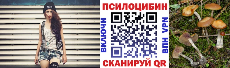 наркота  Курганинск  Псилоцибиновые грибы Psilocybe 