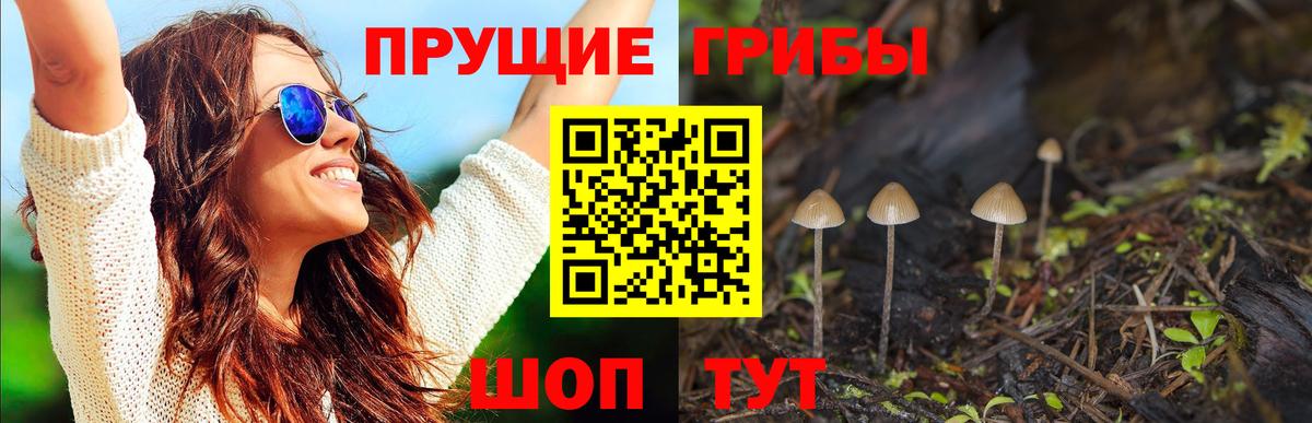 Галлюциногенные грибы MAGIC MUSHROOMS  продажа наркотиков  Псилоцибиновые грибы мицелий  Курганинск  Вход с VPN 